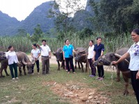 Hội LHPN huyện Quảng Uyên phối hợp Dự án ChilFund hỗ trợ hội viên phụ nữ xóm Lũng Rỵ xã Hồng Quang