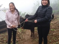 Hội LHPN huyện Nguyên Bình - Kết quả 3 năm thực hiện Mô hình tiết kiệm tiền mặt thực hiện Chỉ thị 05 - hỗ trợ mua Bò cái sinh sản