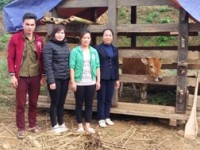 Hội Liên hiệp Phụ nữ huyện Nguyên Bình trao bò cái sinh sản được mua từ tiền tiết kiệm của phụ nữ cho hội viên nghèo.