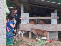 Hội LHPN huyện Nguyên Bình luân chuyển bò cái sinh sản cho  hội viên phụ nữ nghèo