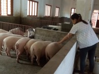 Một số hình ảnh từ Mô hình nuôi lợn nái đen sinh sản của chị Tô Thị Lương - HVPN xóm Nà Xiêm, xã Bảo Toàn