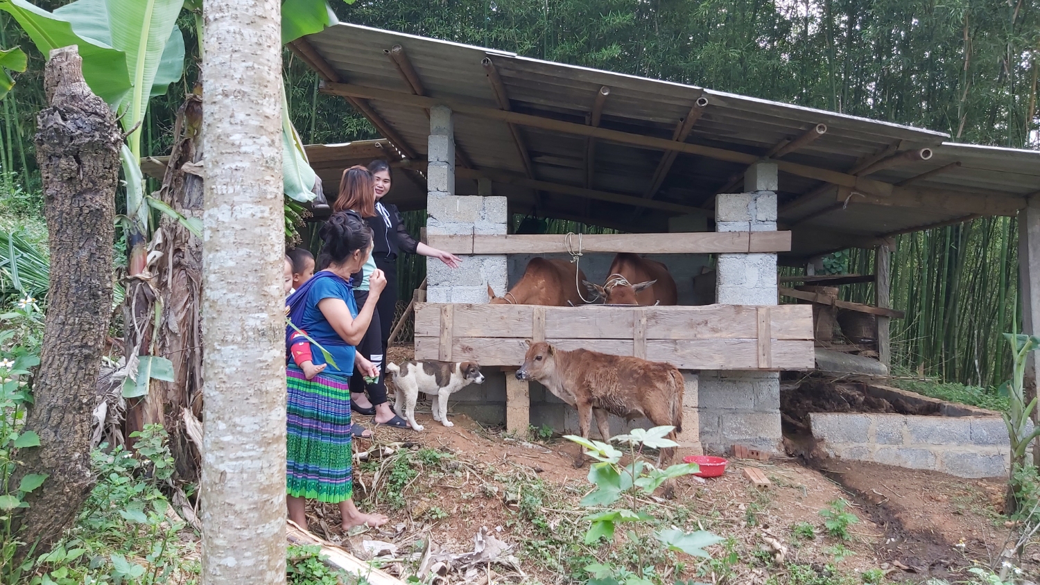 Hội LHPN huyện Nguyên Bình luân chuyển bò cái sinh sản cho  hội viên phụ nữ nghèo
