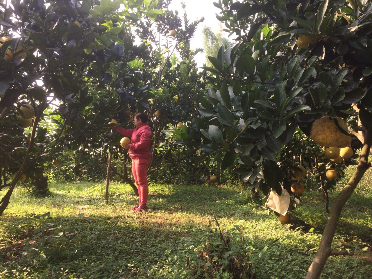 Mô hình trồng cây ăn quả của hội viên phụ nữ phường Đề Thám