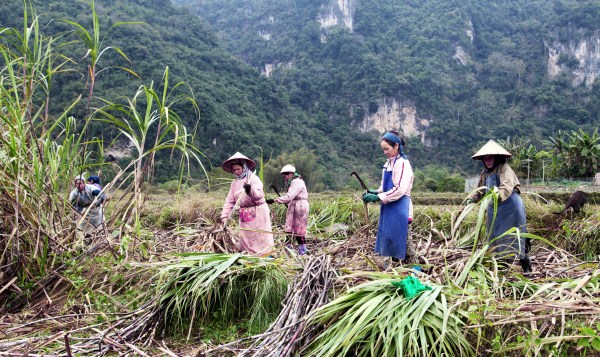 Hội viên phụ nữ xã An Lạc (Hạ Lang) xây dựng mô hình trồng mía đem lại thu nhập cao.