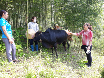 Chị Lý Thị Mui, xóm Bành Tổng, xã Thành Công (Nguyên Bình) được hỗ trợ mua bò cái sinh sản.