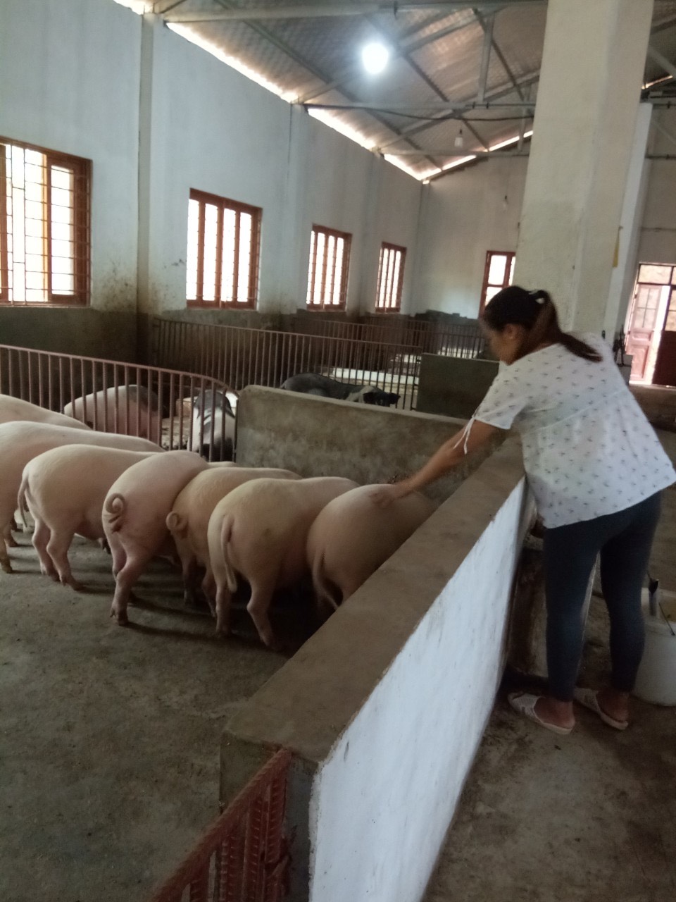 Một số hình ảnh từ Mô hình nuôi lợn nái đen sinh sản của chị Tô Thị Lương - HVPN xóm Nà Xiêm, xã Bảo Toàn