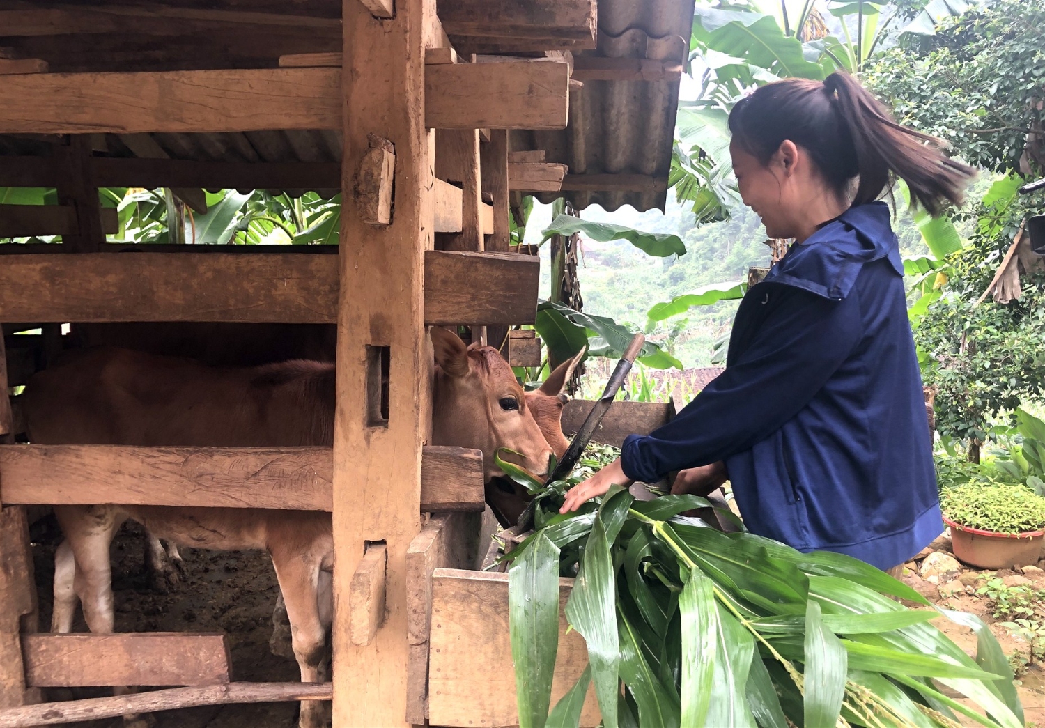Từ nguồn hỗ trợ sinh kế của Hội Liên hiệp Phụ nữ xã Thượng Thôn (Hà Quảng), chị em phụ nữ xóm Táy Dưới tập trung phát triển chăn nuôi bò vỗ béo.