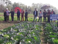 Chi hội Vò Rài thực hiện Mô hình "trồng rau an toàn sinh học"