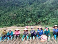 Chi hội phụ nữ xóm Quốc Phong tổ chức giúp hội viên gặt lúa.