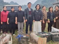 Ra mắt mô hình “Chăn nuôi lợn sạch” tại xã Thạch An