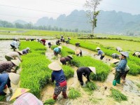 Lan tỏa tinh thần tương thân tương ái,...