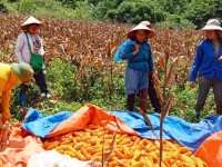 Chi hội phụ nữ xóm Đồng Tâm, xã Lý Quốc giúp gia đình hội viên bị ốm đang điều trị tại bênh viện thu ngô.