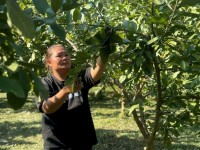 Chị Đường Thúy Hợi, hội viên phụ nữ xóm Nà Mò, xã Hòa An phát triển kinh tế từ mô hình trồng cây ăn quả.