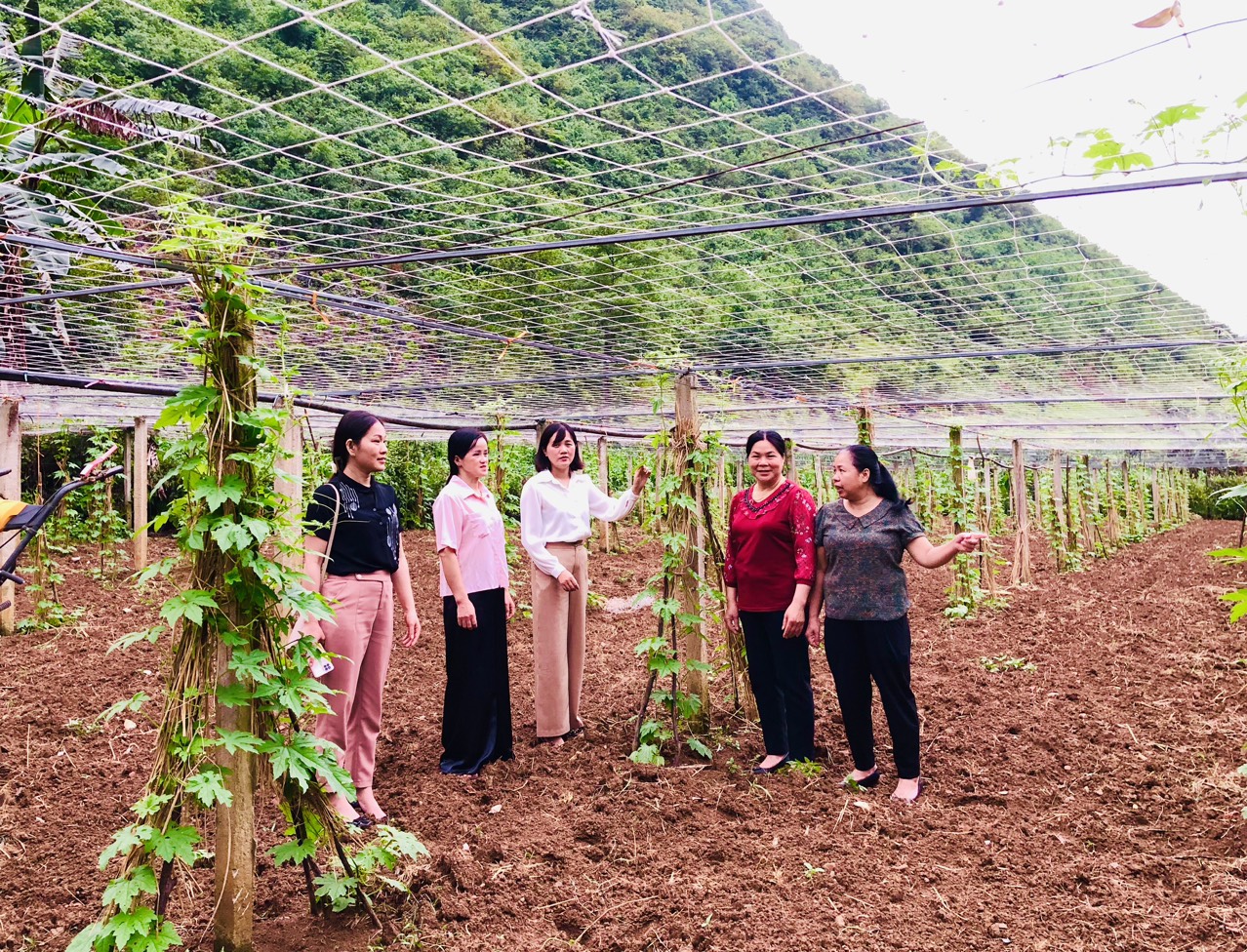 Ra mắt mô hình trồng rau sạch, an toàn tại xóm Bản Cải, xã Nguyễn Huệ, Hòa An