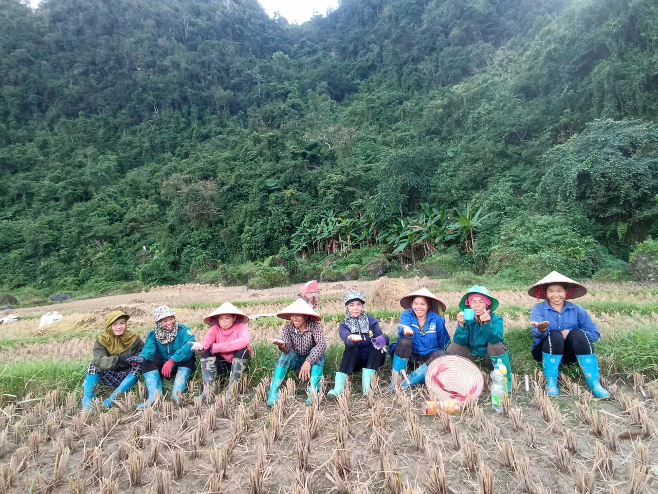 Chi hội phụ nữ xóm Quốc Phong tổ chức giúp hội viên gặt lúa.