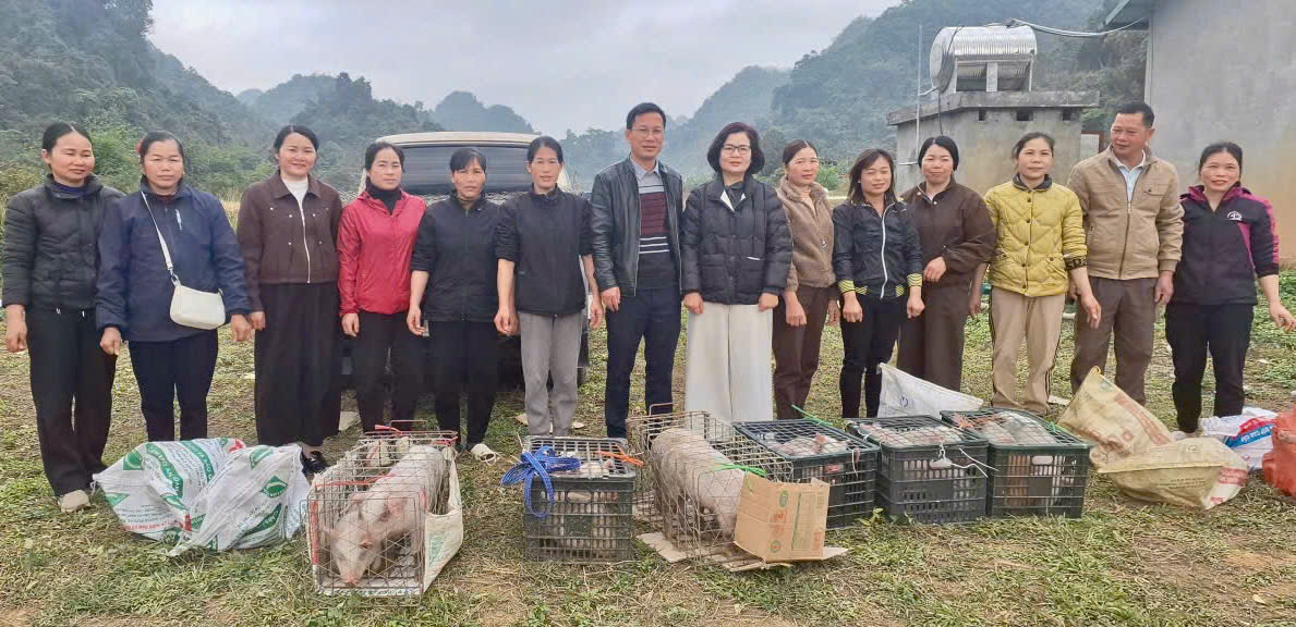 Ra mắt mô hình “Chăn nuôi lợn sạch” tại xã Thạch An