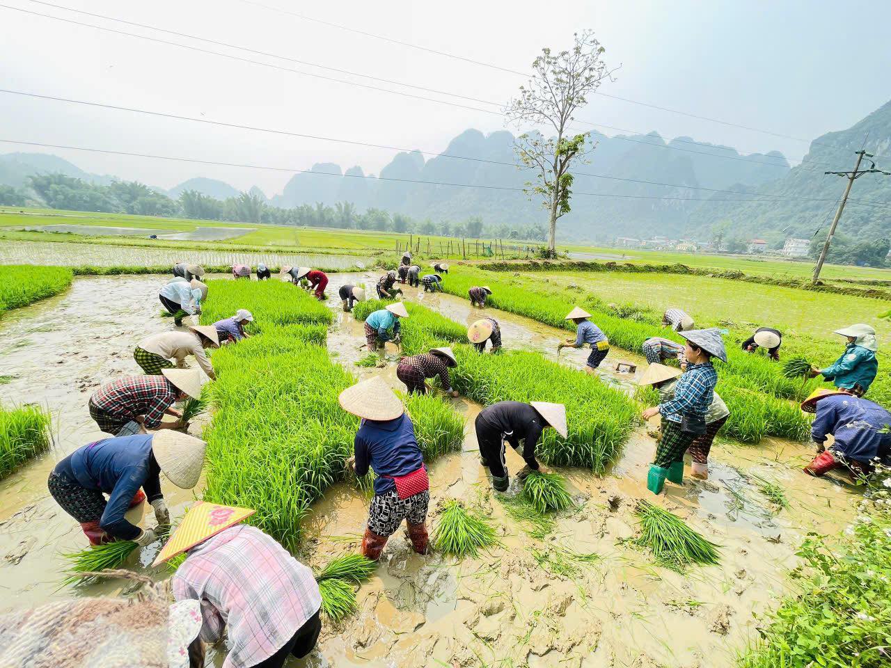Chi hội Phụ nữ xóm Cốc Nhan, xã Hạ Lang hỗ trợ hội viên có hoàn cảnh khó khăn cấy lúa, ổn định sản xuất.