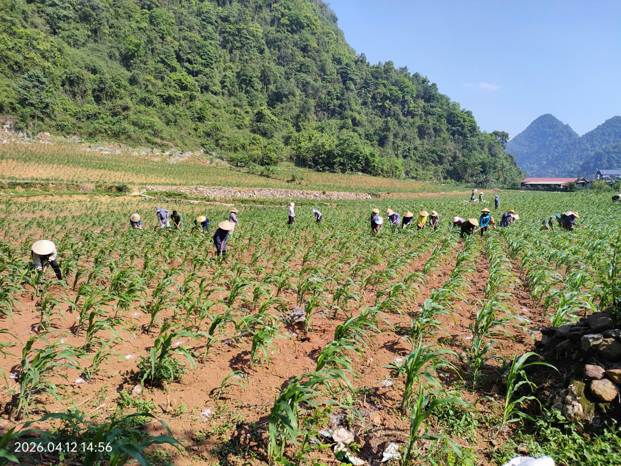 gen h chi hoi phu nu xom cot pho giup hoi vien hoang thi bay co hoan canh kho khan chong nam vien dai ngay vun ngo duoc 46 cong