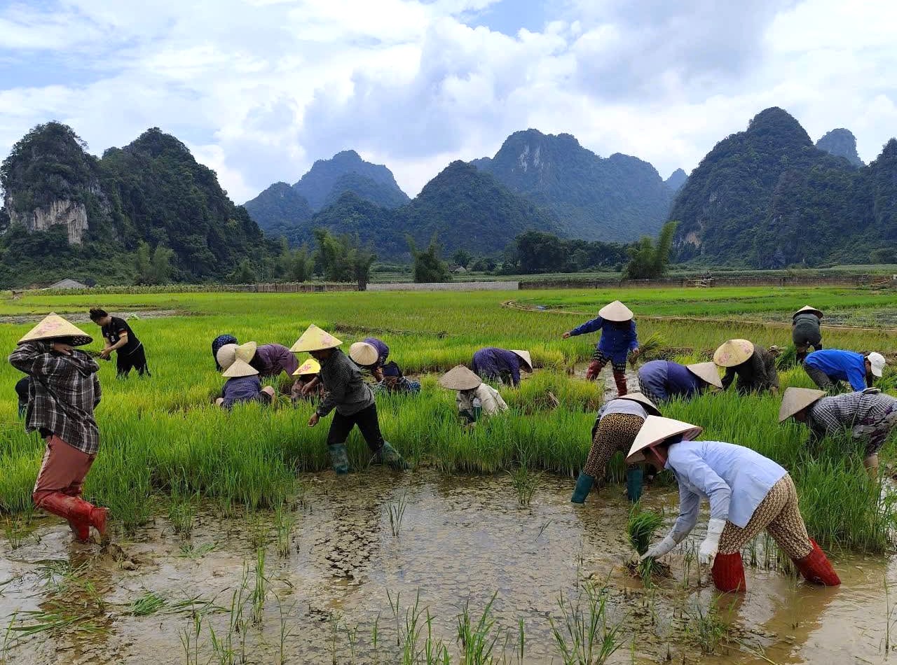 chi hoi phu nu xom ta nay xa dinh phong cung nhau cay dam ruong chung do chi hoi quan ly co day du cac chi em tham gia 2