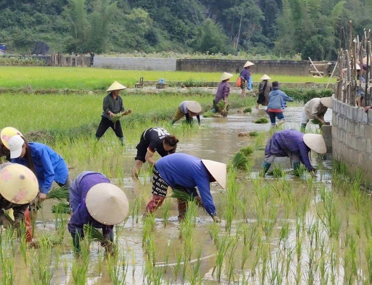 chi hoi phu nu xom ta nay xa dinh phong cung nhau cay dam ruong chung do chi hoi quan ly co day du cac chi em tham gia