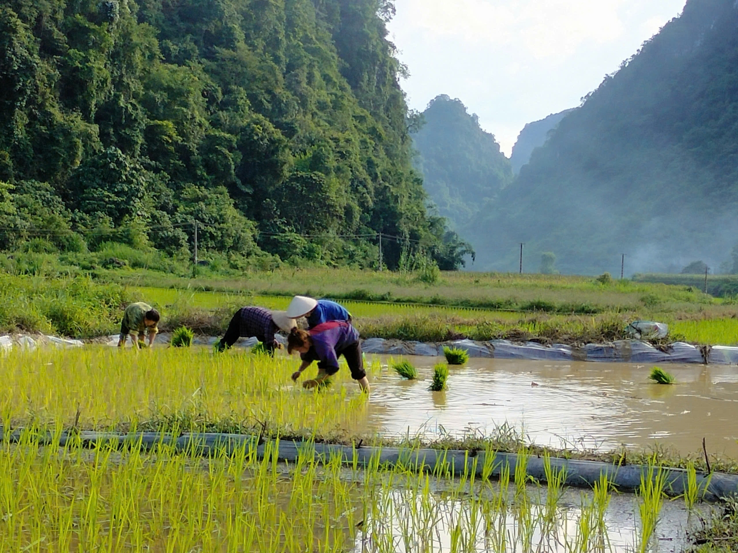 gen h hoi phu nua xa doai duong van dong chi e hoi vien phu nu xom ban lung tham gia giup gia dinh hoi vien neo don cay lua co 21 chi e tham gia 2