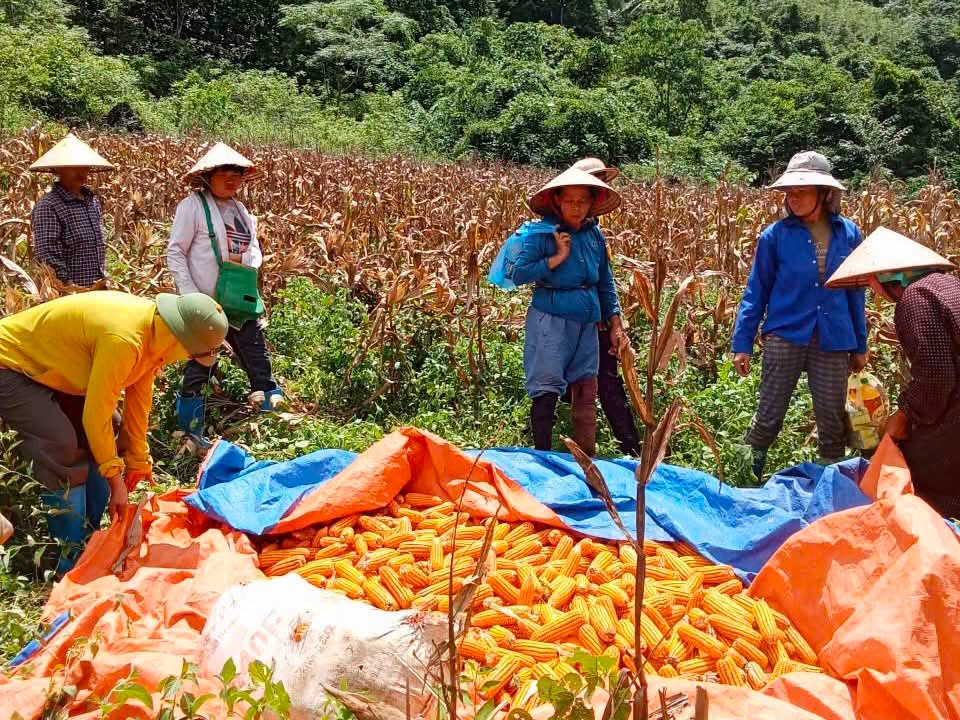 Chi hội phụ nữ xóm Đồng Tâm, xã Lý Quốc giúp gia đình hội viên bị ốm đang điều trị tại bênh viện thu ngô.