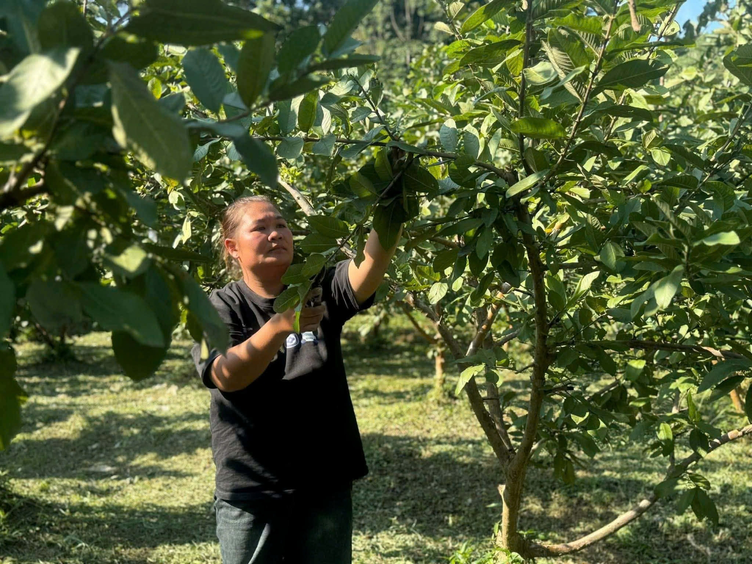 Chị Đường Thúy Hợi, hội viên phụ nữ xóm Nà Mò, xã Hòa An phát triển kinh tế từ mô hình trồng cây ăn quả.